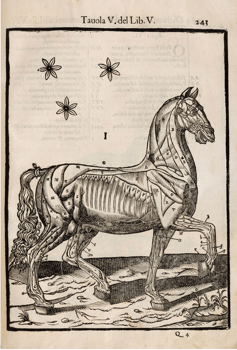 Ruini: Anatomia del Cavallo