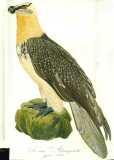 M.B. Borkhausen et al.:  Teutsche Ornithologie oder Naturgeschichte aller Vögel Deutschlands 1800-1812