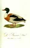 M.B. Borkhausen et al.:  Teutsche Ornithologie oder Naturgeschichte aller Vögel Deutschlands 1800-1812