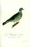 M.B. Borkhausen et al.:  Teutsche Ornithologie oder Naturgeschichte aller Vögel Deutschlands 1800-1812