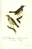 M.B. Borkhausen et al.:  Teutsche Ornithologie oder Naturgeschichte aller Vögel Deutschlands 1800-1812