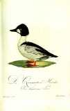 M.B. Borkhausen et al.:  Teutsche Ornithologie oder Naturgeschichte aller Vögel Deutschlands 1800-1812