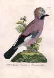 J.E.C. Walter: Nordisk Ornithologie 1828