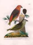 J.E.C. Walter: Nordisk Ornithologie 1828