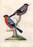 J.E.C. Walter: Nordisk Ornithologie 1828