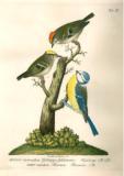 J.E.C. Walter: Nordisk Ornithologie 1828