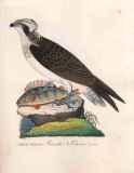 J.E.C. Walter: Nordisk Ornithologie 1828