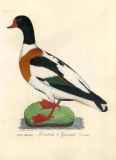 J.E.C. Walter: Nordisk Ornithologie 1828