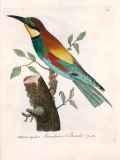 J.E.C. Walter: Nordisk Ornithologie 1828