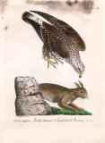 J.E.C. Walter: Nordisk Ornithologie 1828