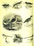 The Pictorial Museum of Animated Nature. 1844-45