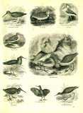 The Pictorial Museum of Animated Nature. 1844-45