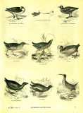 The Pictorial Museum of Animated Nature. 1844-45