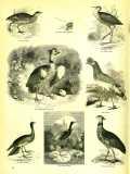 The Pictorial Museum of Animated Nature. 1844-45