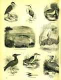 The Pictorial Museum of Animated Nature. 1844-45