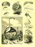 The Pictorial Museum of Animated Nature. 1844-45