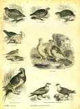 The Pictorial Museum of Animated Nature. 1844-45