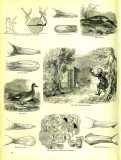 The Pictorial Museum of Animated Nature. 1844-45