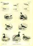 The Pictorial Museum of Animated Nature. 1844-45