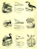 The Pictorial Museum of Animated Nature. 1844-45