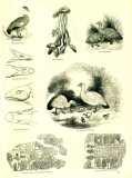 The Pictorial Museum of Animated Nature. 1844-45