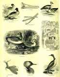 The Pictorial Museum of Animated Nature. 1844-45