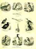 The Pictorial Museum of Animated Nature. 1844-45