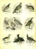 The Pictorial Museum of Animated Nature. 1844-45