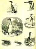 The Pictorial Museum of Animated Nature. 1844-45