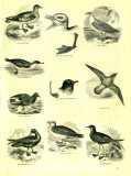 The Pictorial Museum of Animated Nature. 1844-45