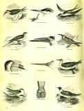 The Pictorial Museum of Animated Nature. 1844-45