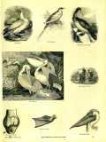 The Pictorial Museum of Animated Nature. 1844-45