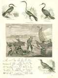 The Pictorial Museum of Animated Nature. 1844-45