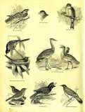 The Pictorial Museum of Animated Nature. 1844-45