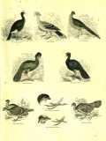 The Pictorial Museum of Animated Nature. 1844-45