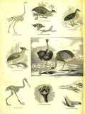 The Pictorial Museum of Animated Nature. 1844-45