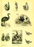 The Pictorial Museum of Animated Nature. 1844-45