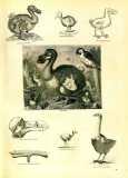 The Pictorial Museum of Animated Nature. 1844-45