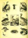 The Pictorial Museum of Animated Nature. 1844-45