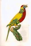 J.E.C. Walter: Vögel aus Asien, Africa, America 1828