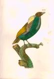 J.E.C. Walter: Vögel aus Asien, Africa, America 1828