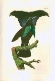 J.E.C. Walter: Vögel aus Asien, Africa, America 1828