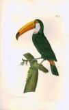 J.E.C. Walter: Vögel aus Asien, Africa, America 1828