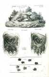 J.M. Jeitter: Jagdkatechismus. Abbildungen der jagdbaren Thiere ...  1829