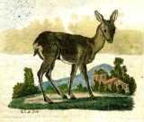 A.W. von Mellin: Versuch einer Anweisung zur .. Wildbahnen im Freien als in Thiergärten.  1779