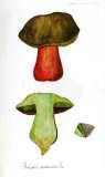 Fungi Florae Danicae