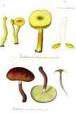 Fungi Florae Danicae