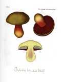 Fungi Florae Danicae