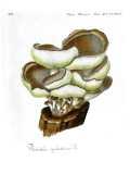 Fungi Florae Danicae