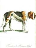 T. Götz: Monographie des Hundes ...  1834